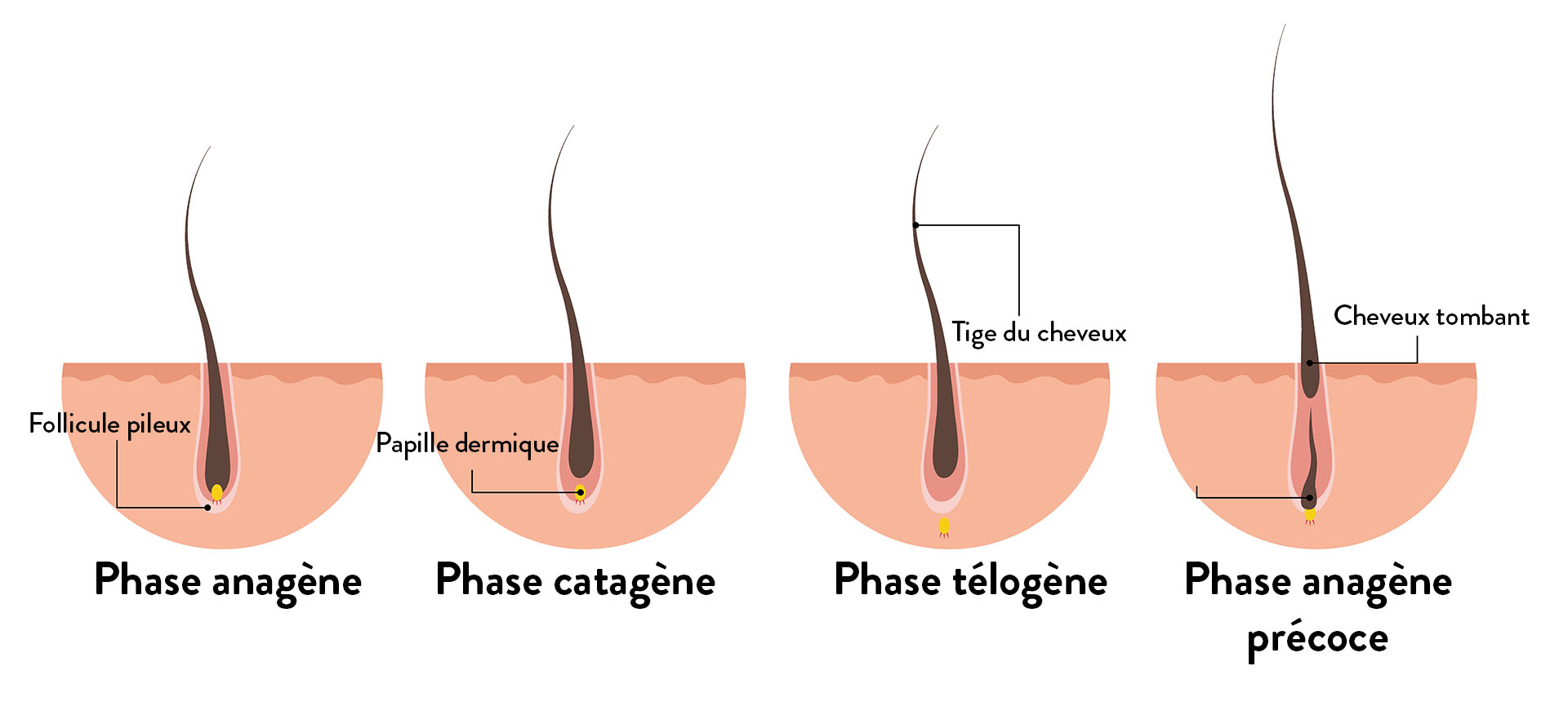 figure 3 le cycle de vie du cheveu